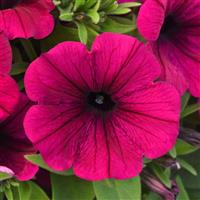 CannonBall™ Burgundy Petunia