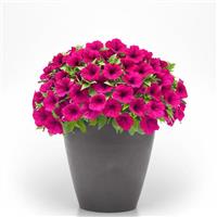 CannonBall™ Burgundy Petunia