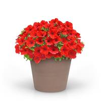 CannonBall™ Red Petunia