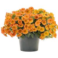 SuperCal<sup>®</sup> Premium Sunset Orange Improved Petchoa