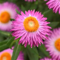 Mohave™ Pink Bracteantha