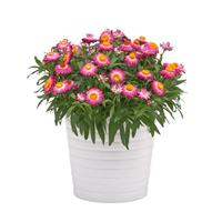 Mohave™ Pink Bracteantha