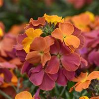 Erysimum Brightside™ Orange Glow