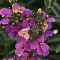 Erysimum Brightside™ Purple