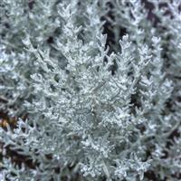Silver Stitch Helichrysum