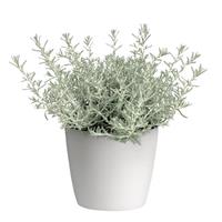 Silver Stitch Helichrysum