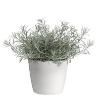 Silver Threads Helichrysum