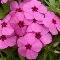 Gisele<sup>®</sup> Pink Phlox