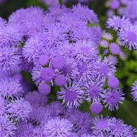 Monarch Magic™ Ageratum