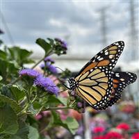 Monarch Magic™ Ageratum