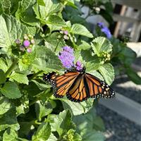 Monarch Magic™ Ageratum