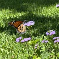 Monarch Magic™ Ageratum