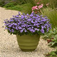 Monarch Magic™ Ageratum