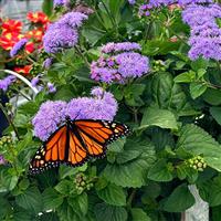 Monarch Magic™ Ageratum