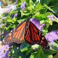 Monarch Magic™ Ageratum