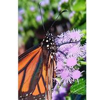 Monarch Magic™ Ageratum