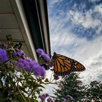 Monarch Magic™ Ageratum