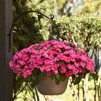 Solarscape<sup>®</sup> XL Pink Jewel Interspecific Impatiens