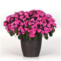 Solarscape<sup>®</sup> XL Pink Jewel Interspecific Impatiens