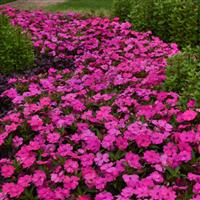 Solarscape<sup>®</sup> XL Pink Jewel Interspecific Impatiens