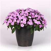 Solarscape<sup>®</sup> XL Lilac Spark Interspecific Impatiens