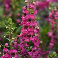 Serena<sup>®</sup> Magenta Angelonia