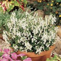 Serena<sup>®</sup> White Angelonia