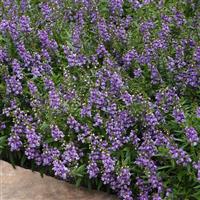 Serenita<sup>®</sup> Sky Blue Angelonia