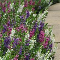 Serenita<sup>®</sup> Mixture Angelonia