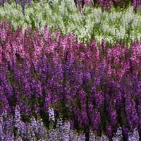 Serenita<sup>®</sup> Purple Angelonia