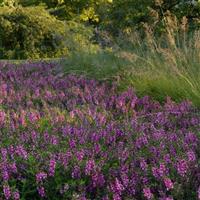 Serenita<sup>®</sup> Raspberry Angelonia