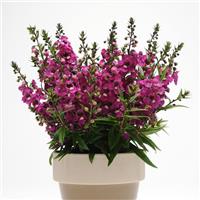 Serenita<sup>®</sup> Raspberry Angelonia
