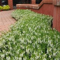 Serenita<sup>®</sup> White Angelonia