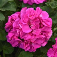 Solera™ Lavender Interspecific Geranium