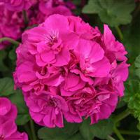 Solera™ Purple Interspecific Geranium