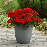 Solera™ Red Interspecific Geranium