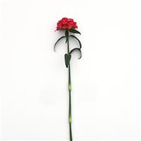 Sweet™ Coral Dianthus