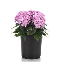 Lucky Star<sup>®</sup> Lavender Pentas