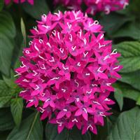Lucky Star<sup>®</sup> Violet Pentas