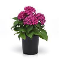 Lucky Star<sup>®</sup> Violet Pentas