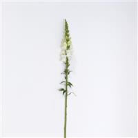 Early Potomac™ White Snapdragon