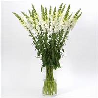 Early Potomac™ White Snapdragon