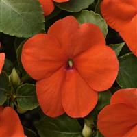 Beacon<sup>®</sup> Orange Improved Impatiens