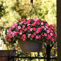 Beacon<sup>®</sup> Otway Mixture Impatiens