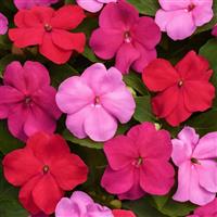 Beacon<sup>®</sup> Otway Mixture Impatiens