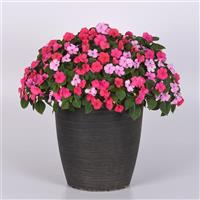 Beacon<sup>®</sup> Otway Mixture Impatiens