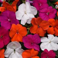 Beacon<sup>®</sup> Lindau Mixture Improved Impatiens