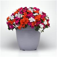 Beacon<sup>®</sup> Lindau Mixture Improved Impatiens
