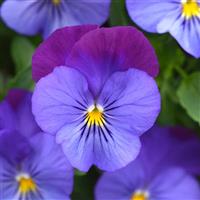 Cool Wave<sup>®</sup> Violet Blue Spreading Pansy