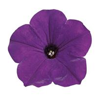 Easy Wave<sup>®</sup> Blue Spreading Petunia